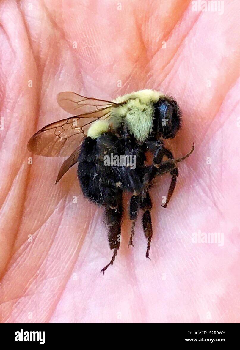 Closeup macro of dead bumblebee in Caucasian hand Stock Photo