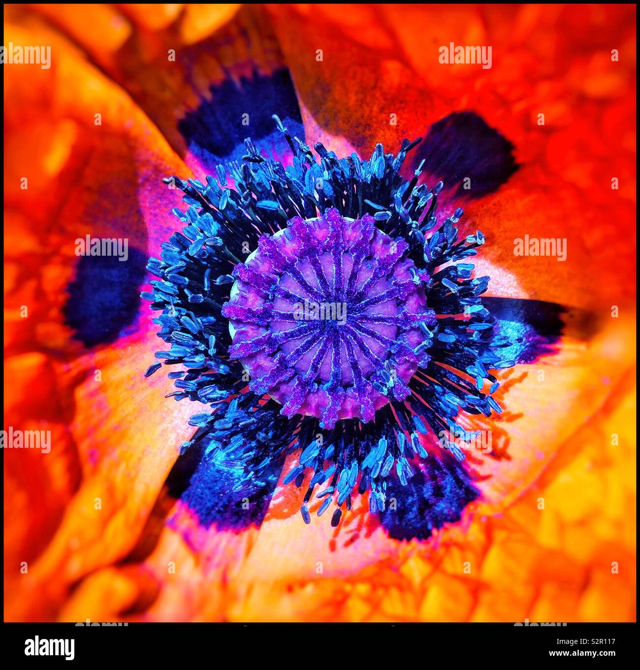 Poppy flower seed head Stock Photo Alamy