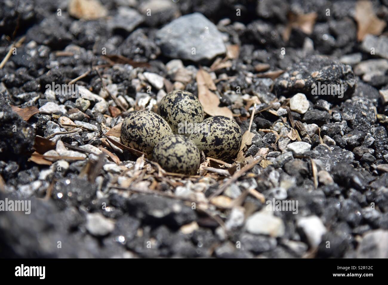 Killdeer bird’s nest four eggs in the middle of a gravel parking lot