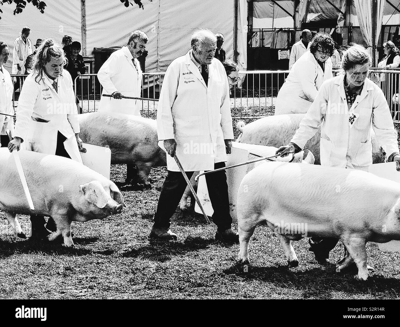 Pigs judging, Three Counties Show, Malvern, Worcestershire, England - Smartphone Captured Stock Image
