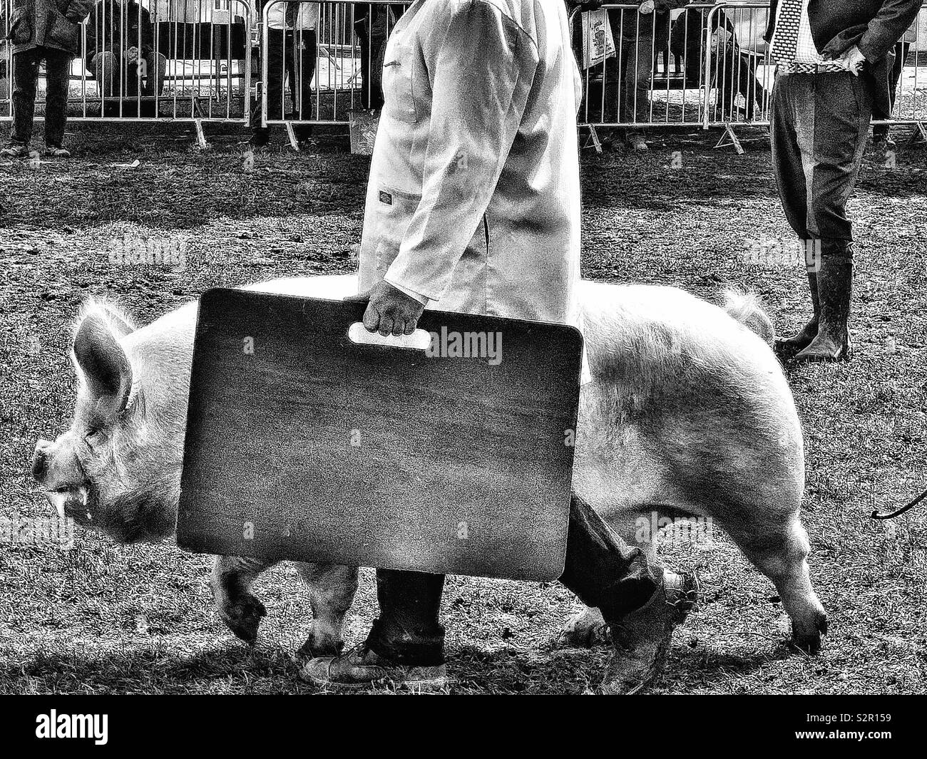 Pig handler with board at the Three Counties Show, Malvern, Worcestershire, England - Smartphone Captured Stock Image