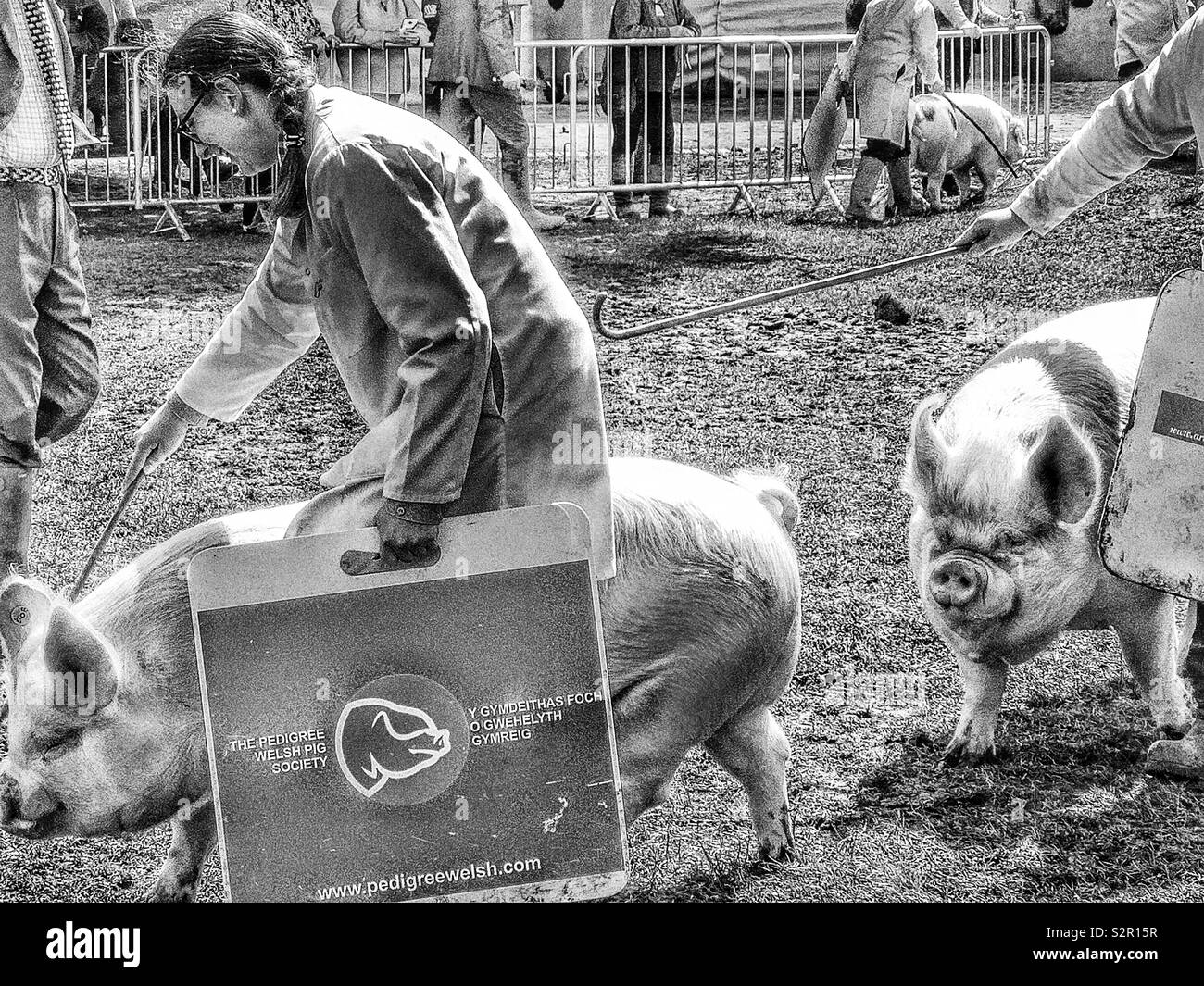 Woman from the Pedigree welsh pig society controlling pig with stick at the Three Counties Show, Malvern, Worcestershire, England - Smartphone Captured Stock Image