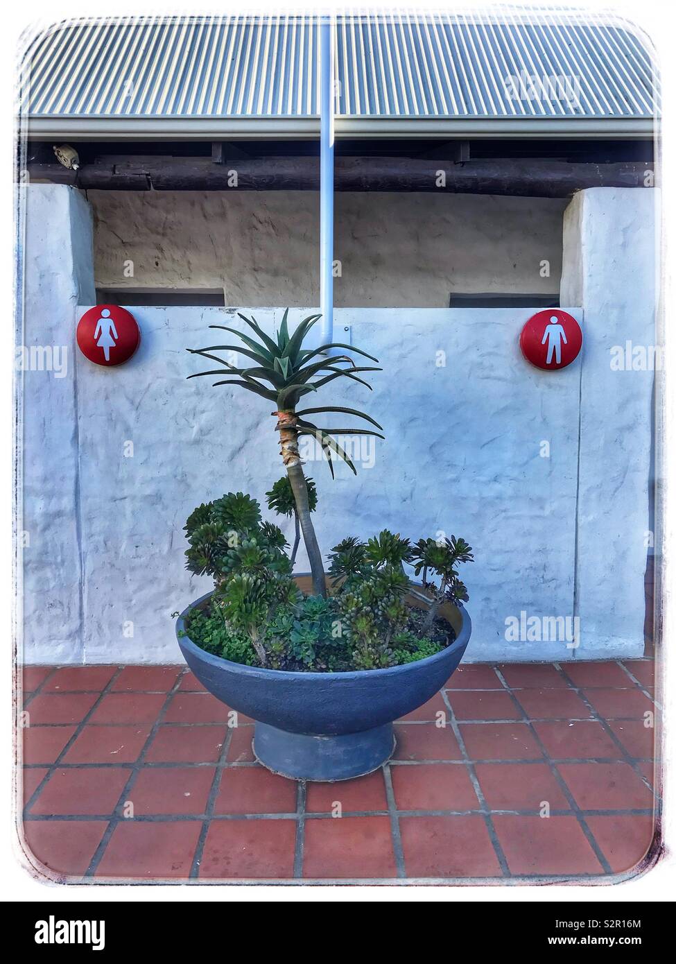 Pot with succulents at restrooms. Stock Photo