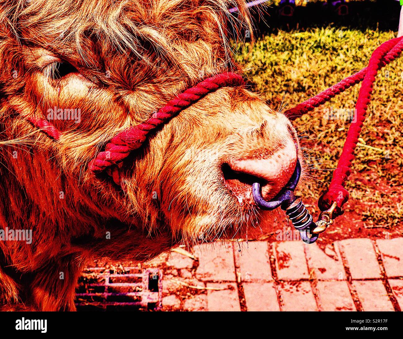 Highland cow held on a red halter with nose ring close up of face - Smartphone Captured Stock Image