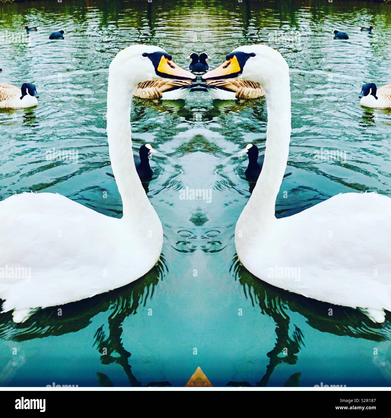 Kissing swans - Smartphone Captured Stock Image
