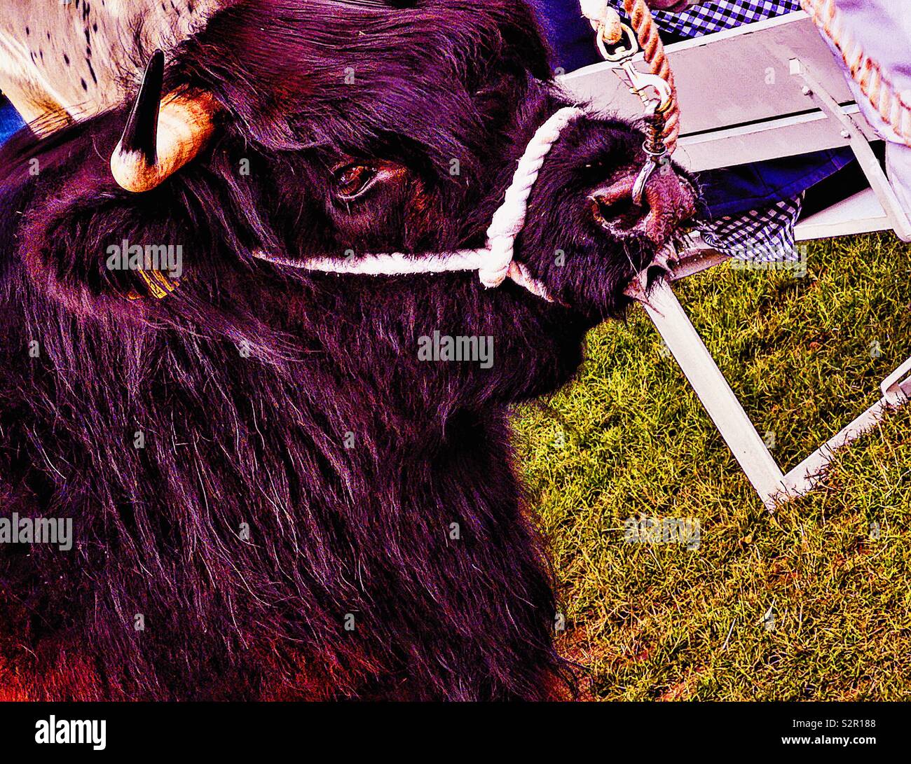 Highland cow held on a halter and with a nose ring - Smartphone Captured Stock Image