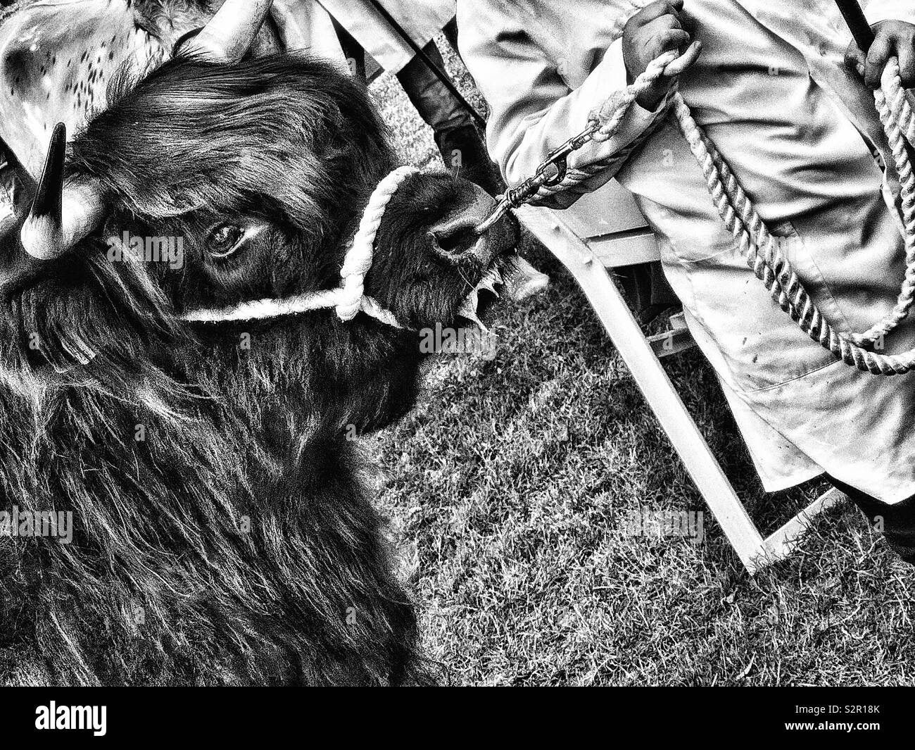 Black and white image of a Highland bull and handler with nose ring and halter - Smartphone Captured Stock Image