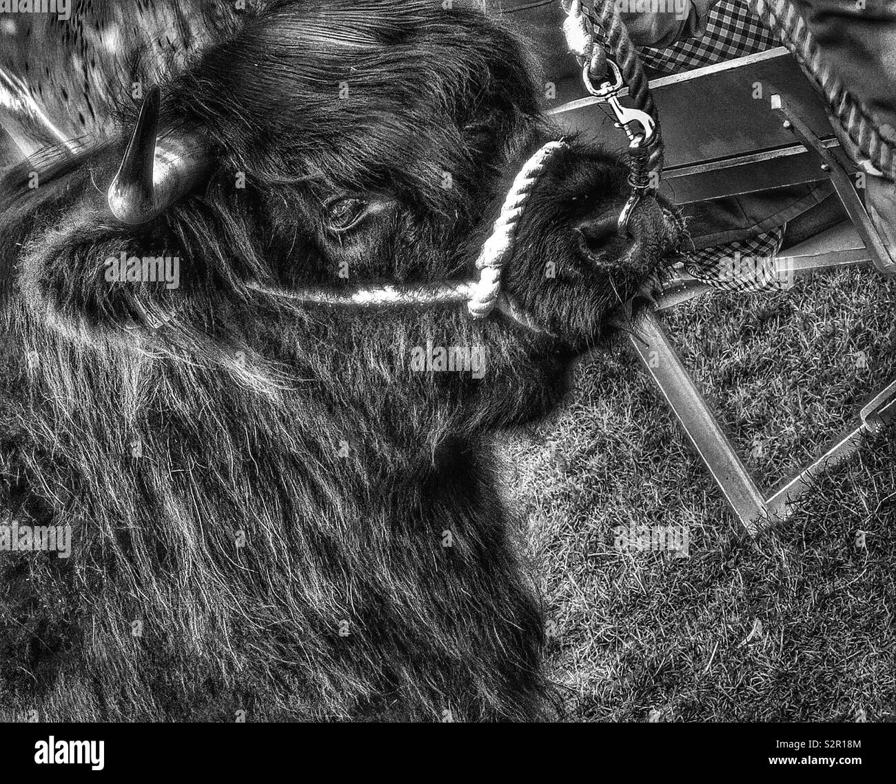 Black and white image of Highland cow with halter and nose ring - Smartphone Captured Stock Image