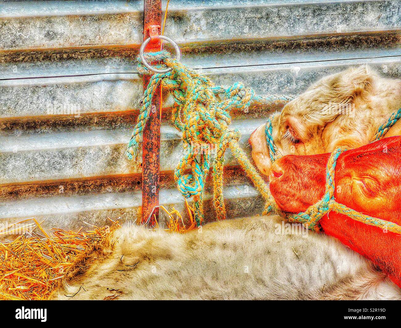 Heads of two tethered cattle with halters - Smartphone Captured Stock Image