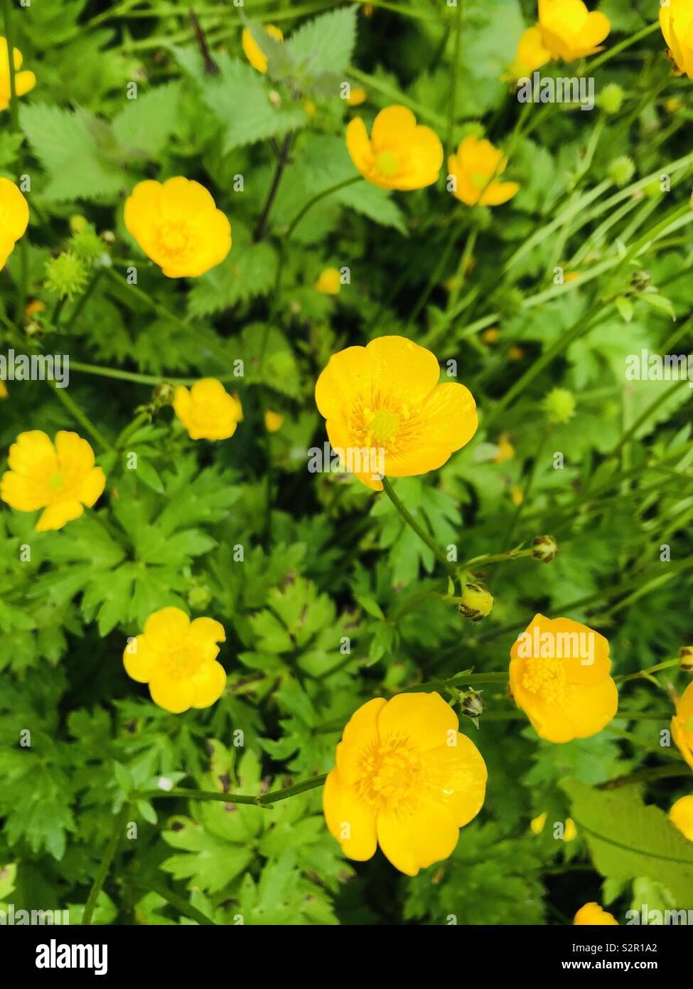 Buttercups growing wild Stock Photo Alamy