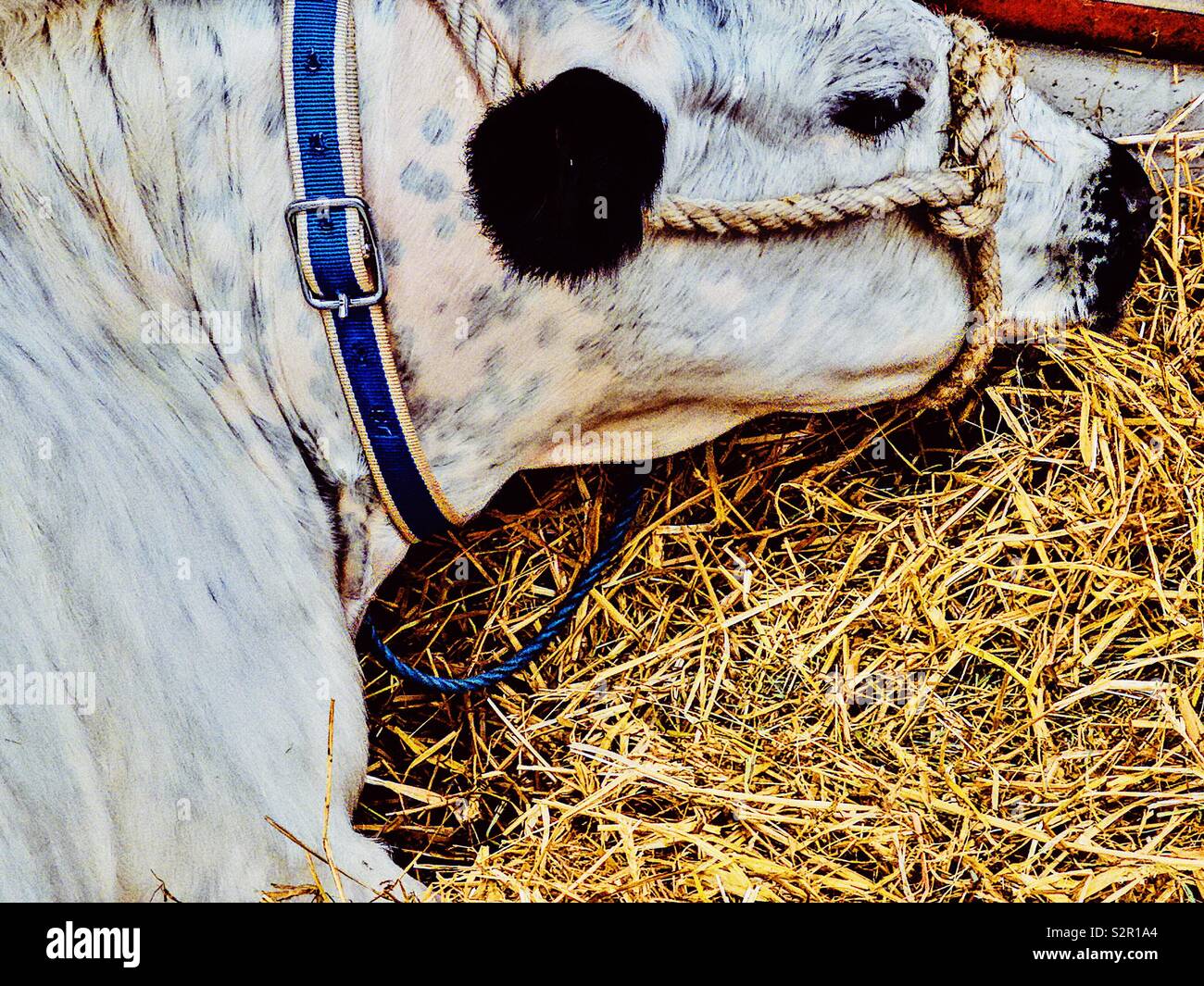 British White cow with blue collar and halter Stock Photo