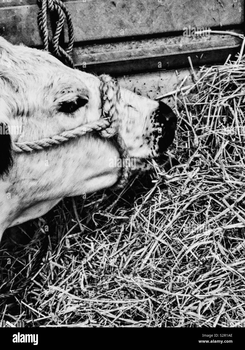 Black and white image of head of British White Cow  with halter - Smartphone Captured Stock Image