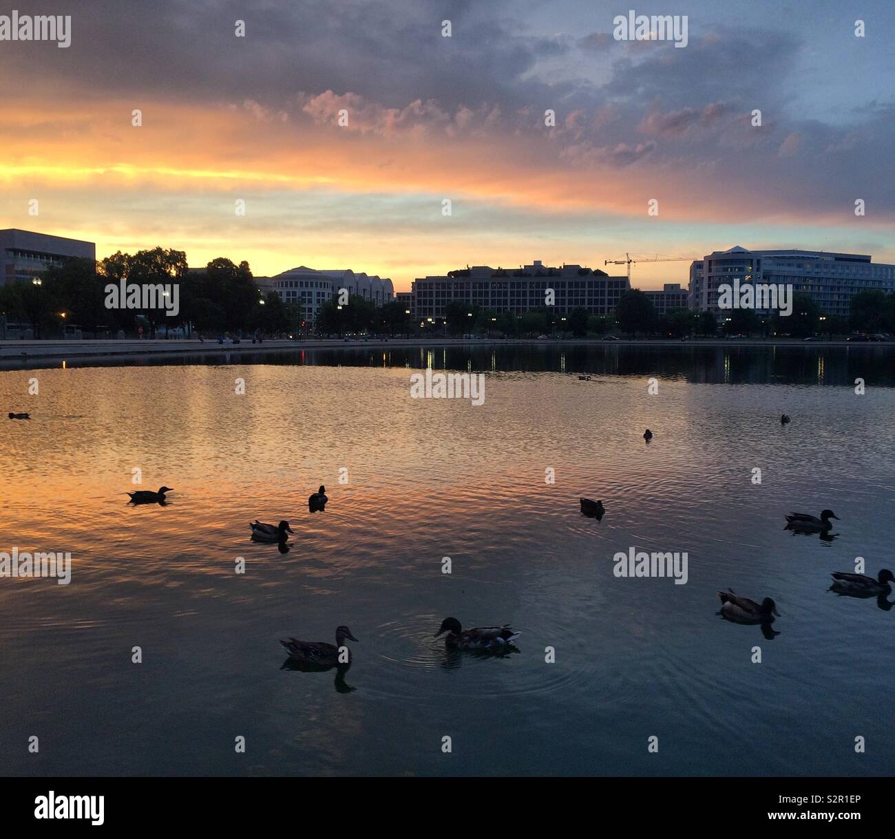 Ducks in the Capitol Reflecting Pool at sunset, National Mall, Washington, D.C., United States - Smartphone Captured Stock Image