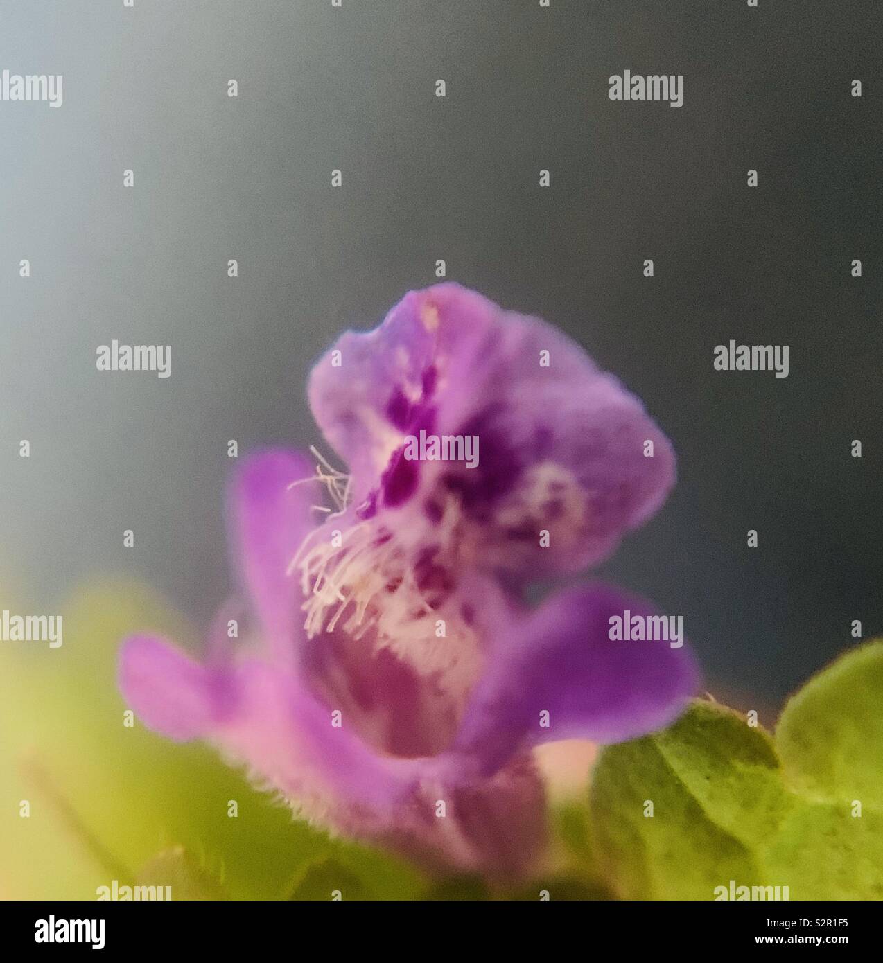 Ground ivy also known as creeping Charlie flower macro photography - Smartphone Captured Stock Image