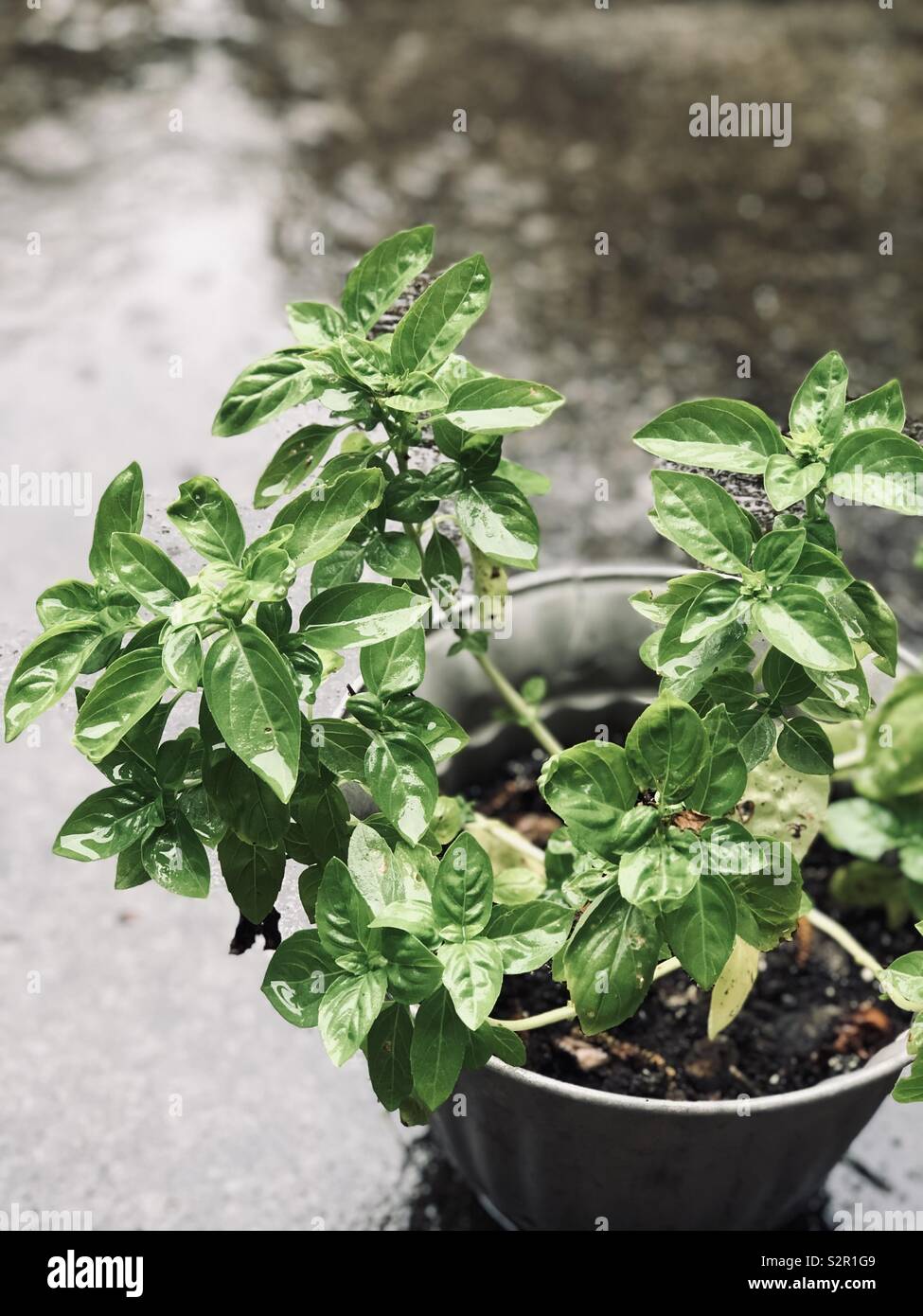 A basil plant out in the rain with rain drops on its leaves Stock Photo