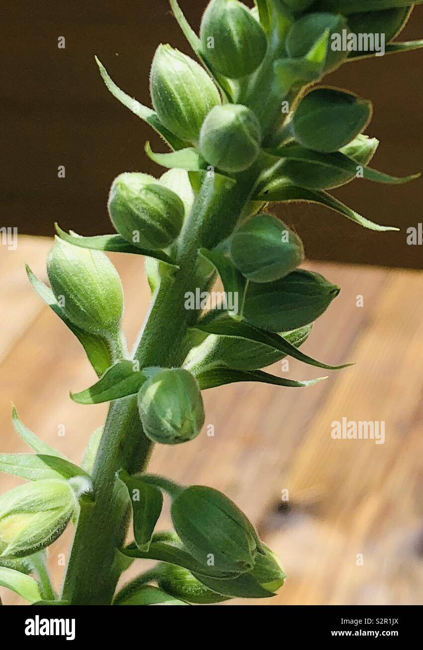About to bloom - foxglove plant with buds Stock Photo