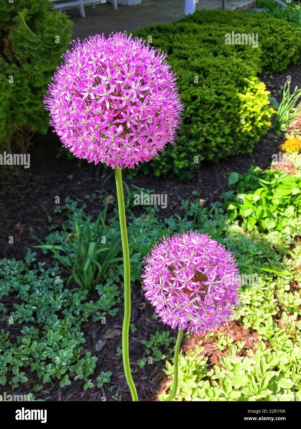 Purple giant allium flowers against greenery - Smartphone Captured Stock Image