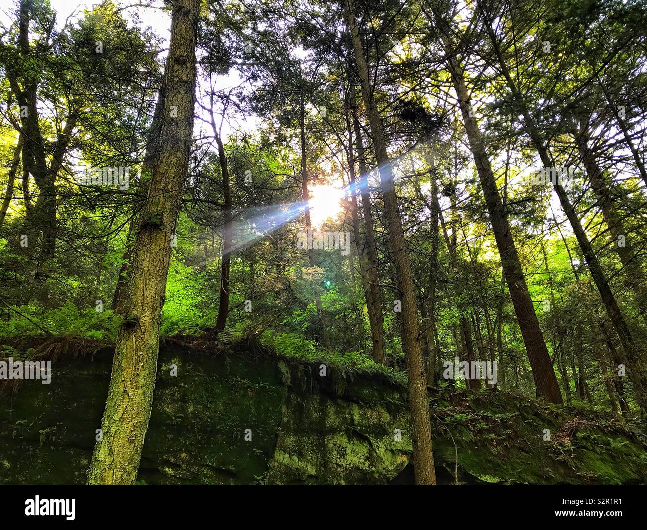 Sun rays peeking through the forest Stock Photo