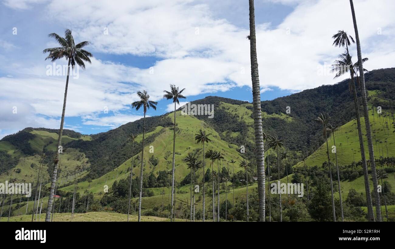 Tallest palm trees in the world Stock Photo Alamy