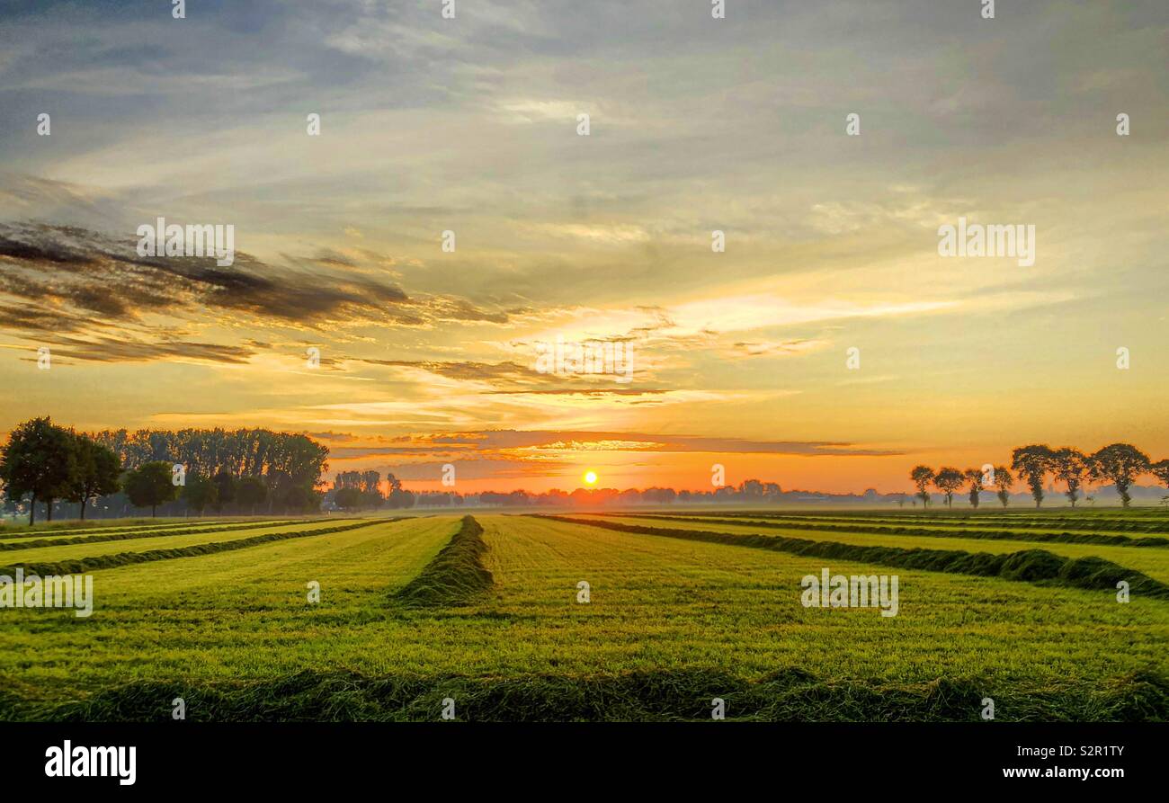 Dramatic and colorful sunrise sky over a grass farmfield - Smartphone Captured Stock Image
