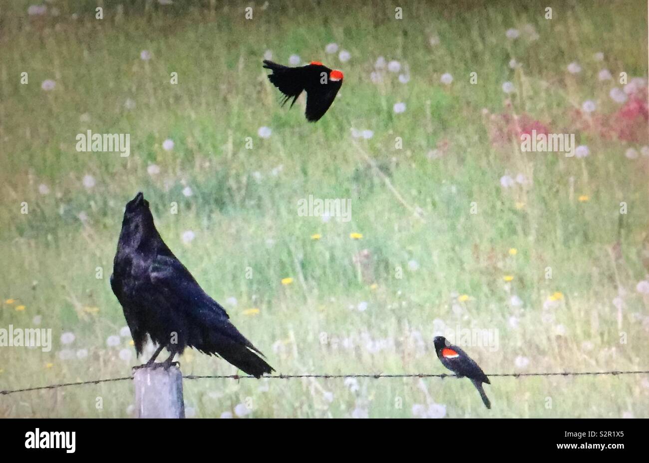 Red-winged blackbird and raven stand-off - Smartphone Captured Stock Image