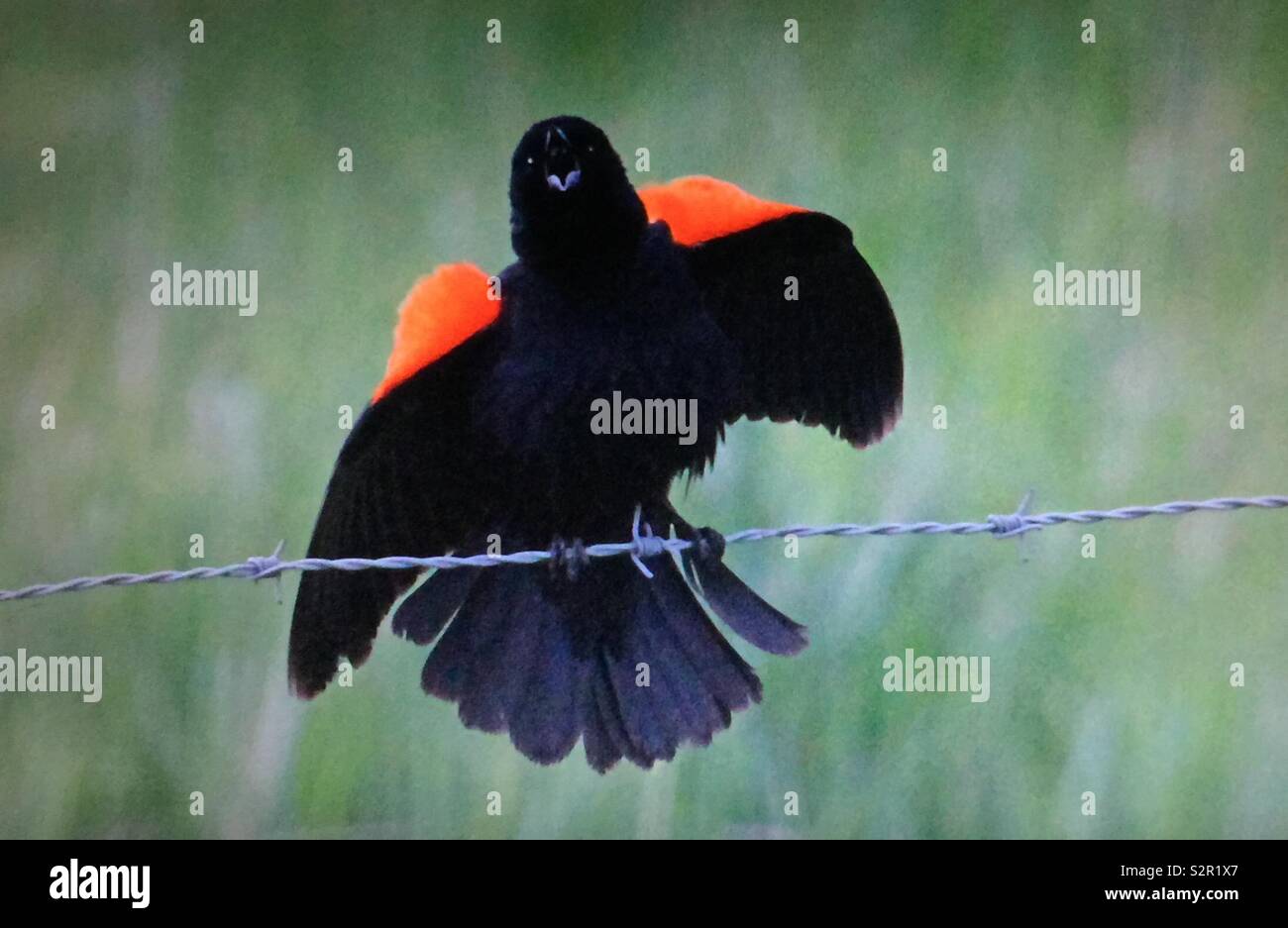 Red-winged blackbird - Smartphone Captured Stock Image