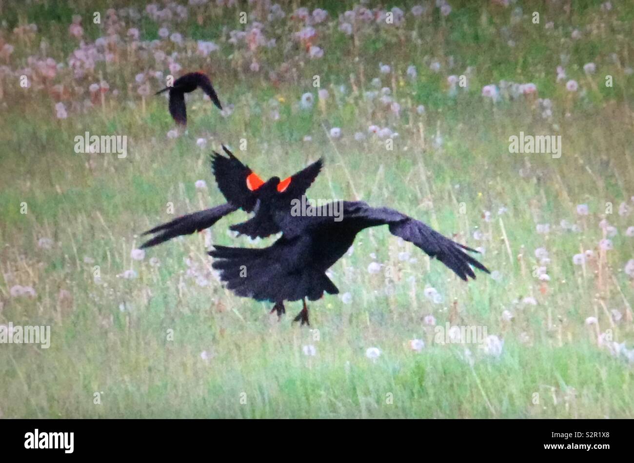Red-winged blackbird and raven stand-off - Smartphone Captured Stock Image