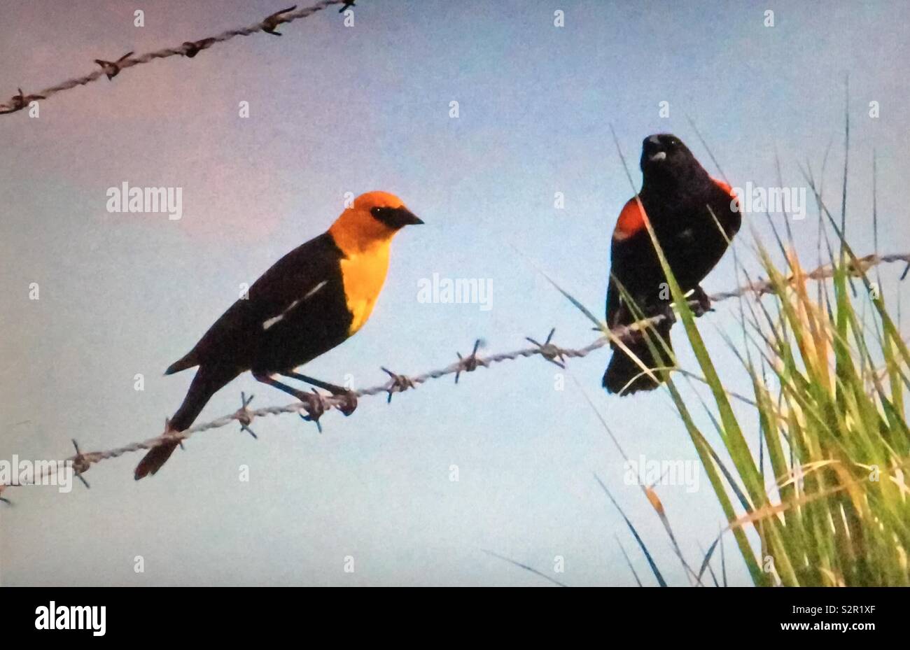 Yellow headed blackbird and red-winged blackbird - Smartphone Captured Stock Image