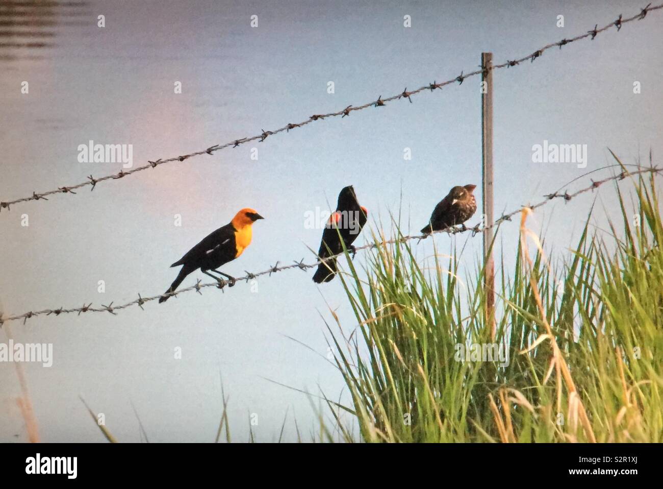 Yellow headed blackbird and red-winged blackbird - Smartphone Captured Stock Image