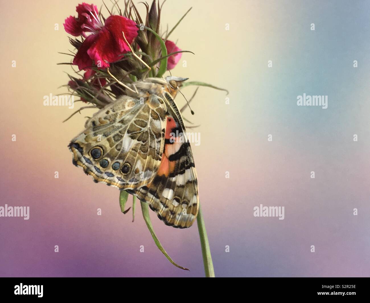 Painted lady butterfly on sweet William flower - Smartphone Captured Stock Image