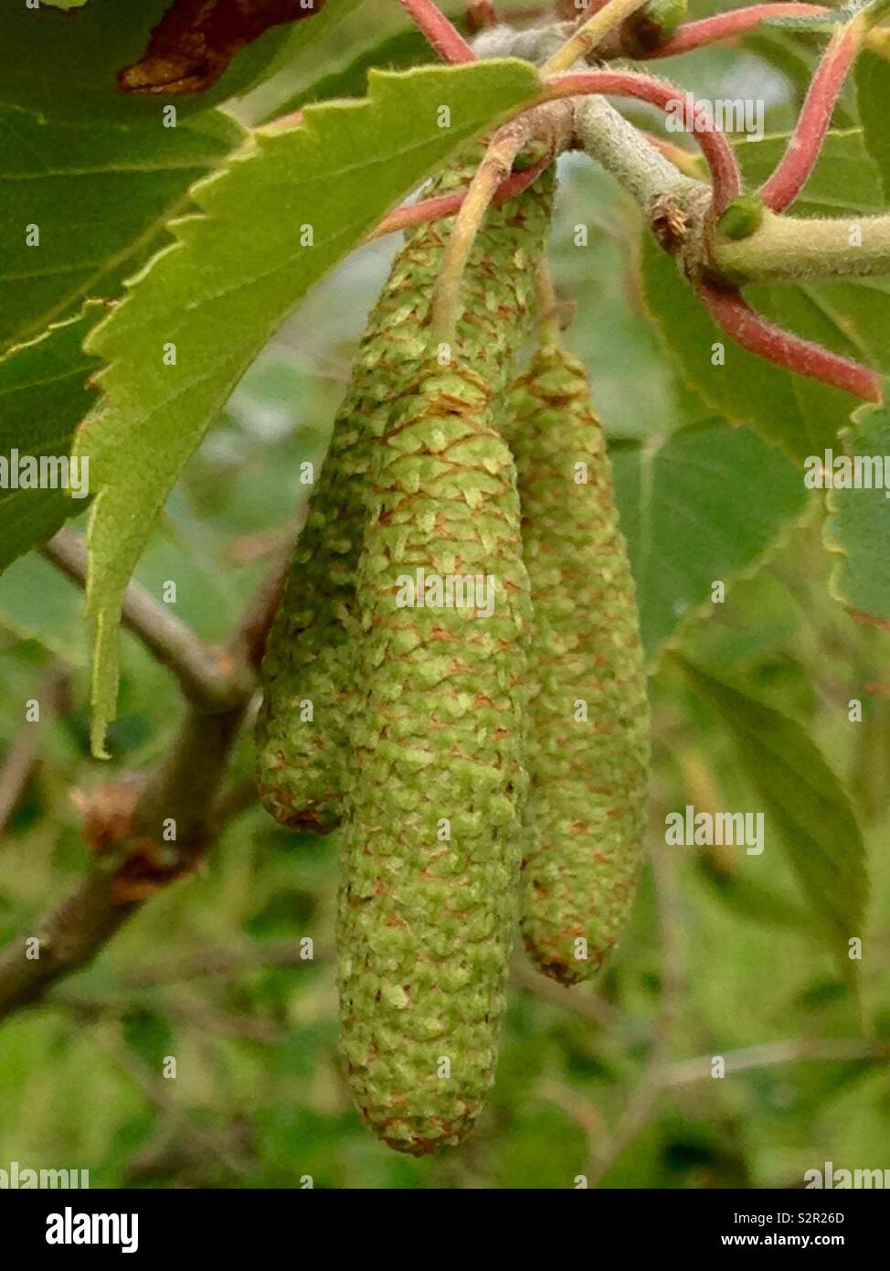 Silver birch catkins Stock Photo Alamy