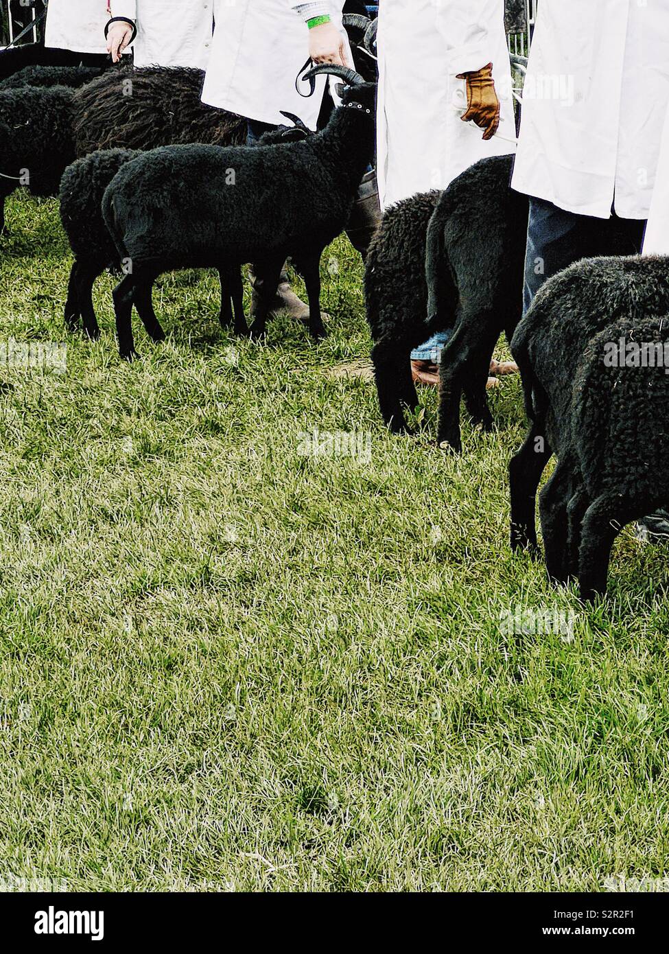 Line of black sheep and handlers at the Three Counties Show, Malvern, Worcestershire, England Stock Photo