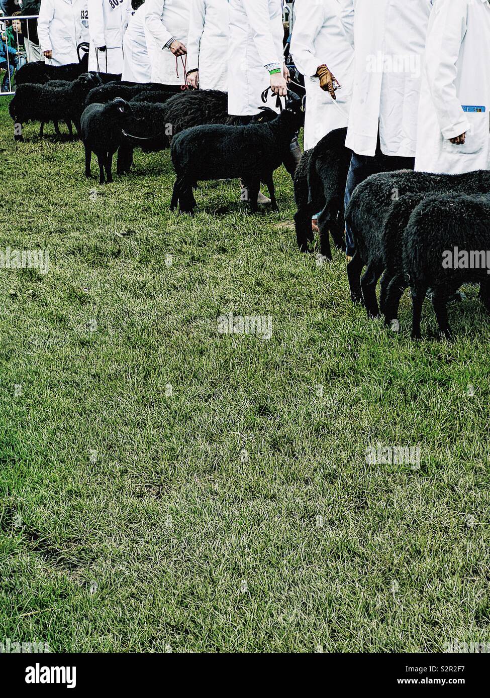Line of black sheep and handlers at the Three Counties Show, Malvern, Worcestershire, England - Smartphone Captured Stock Image