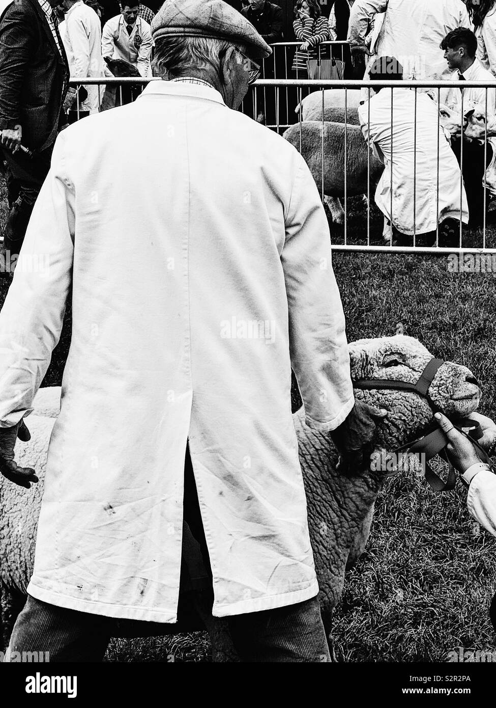 Sheep handler in white coat and flat cap and sheep in halter, Three Counties Show, Malvern, Worcestershire, England Stock Photo