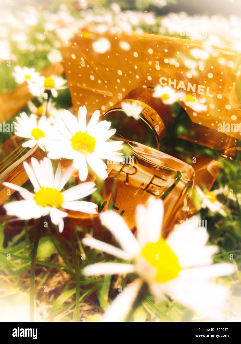 Chanel allure perfume with Daisy’s around double exposure Stock Photo