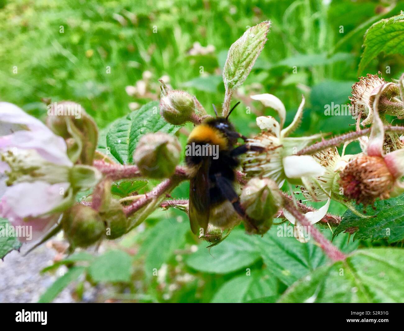 Two bees collecting nectar from blackberries flowers Stock Photo