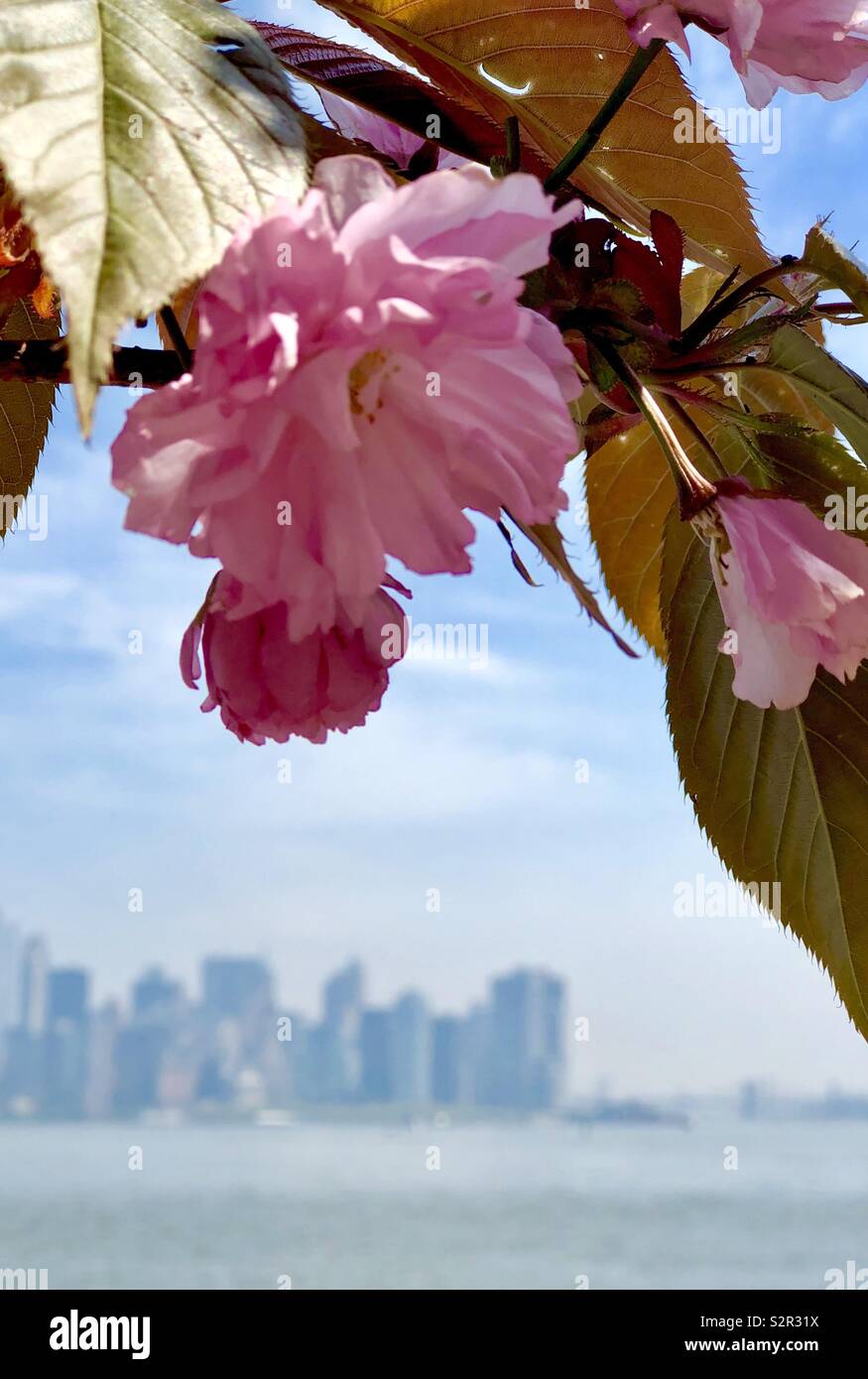 The city of flowers hi-res stock photography and images - Alamy