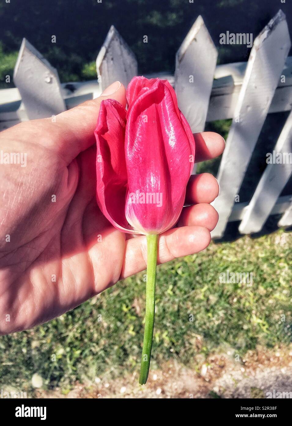 Woman’s hand holding cut red tulip wet with dew above grass and white picket fence - Smartphone Captured Stock Image