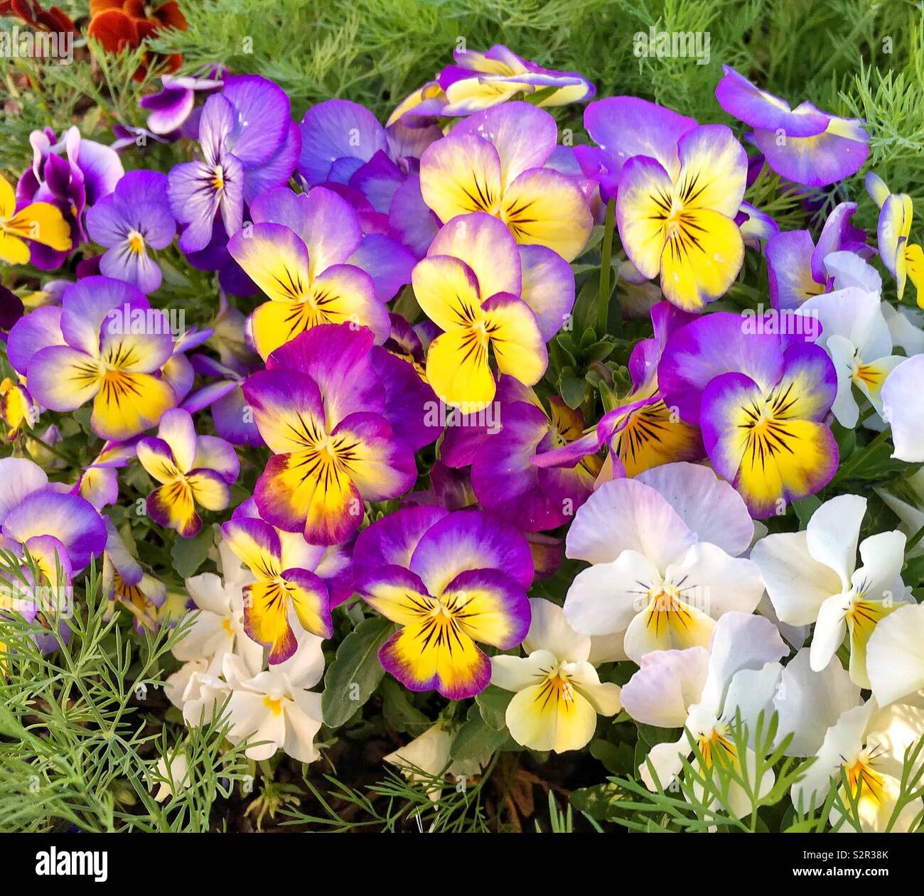 Multicolored perennial violas (celestial northern lights variety) mixed with white pansies in