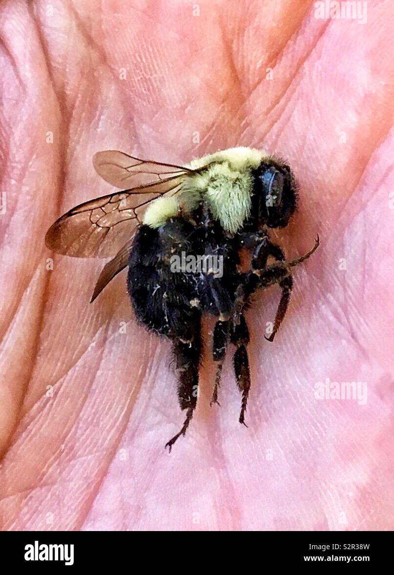 Closeup macro of dead bumblebee in reddened hand Stock Photo
