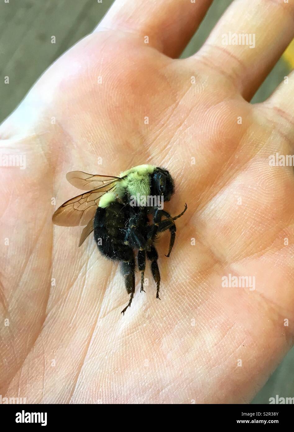 Closeup macro of dead bumblebee in Caucasian hand Stock Photo