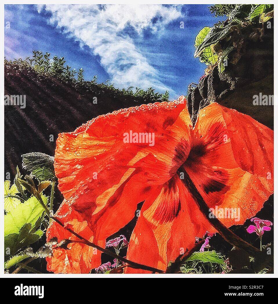 Sunlight and rain on a poppy flower. - Smartphone Captured Stock Image