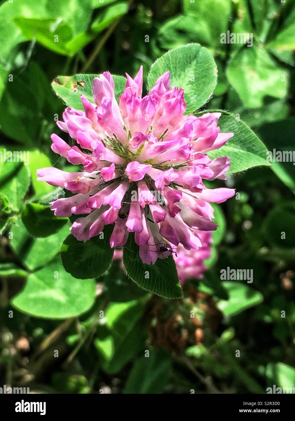 Pink wild clover flower, aka trefoil, Trifolium hybridum, alsike clover