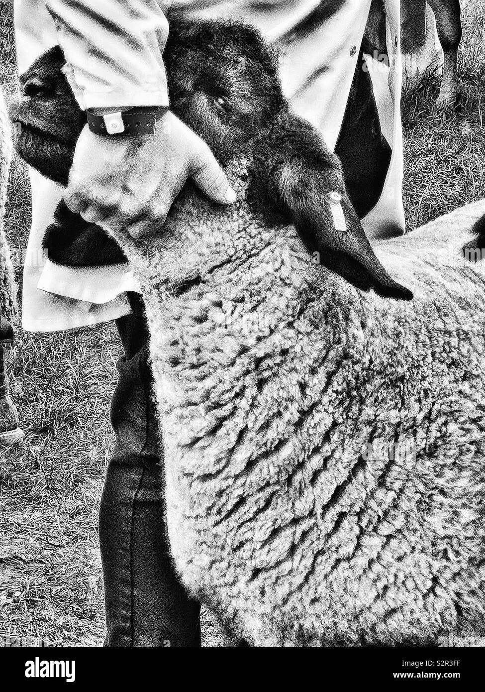 Black and white image of sheep handler, Three Counties Show, Malvern, Worcestershire, England - Smartphone Captured Stock Image
