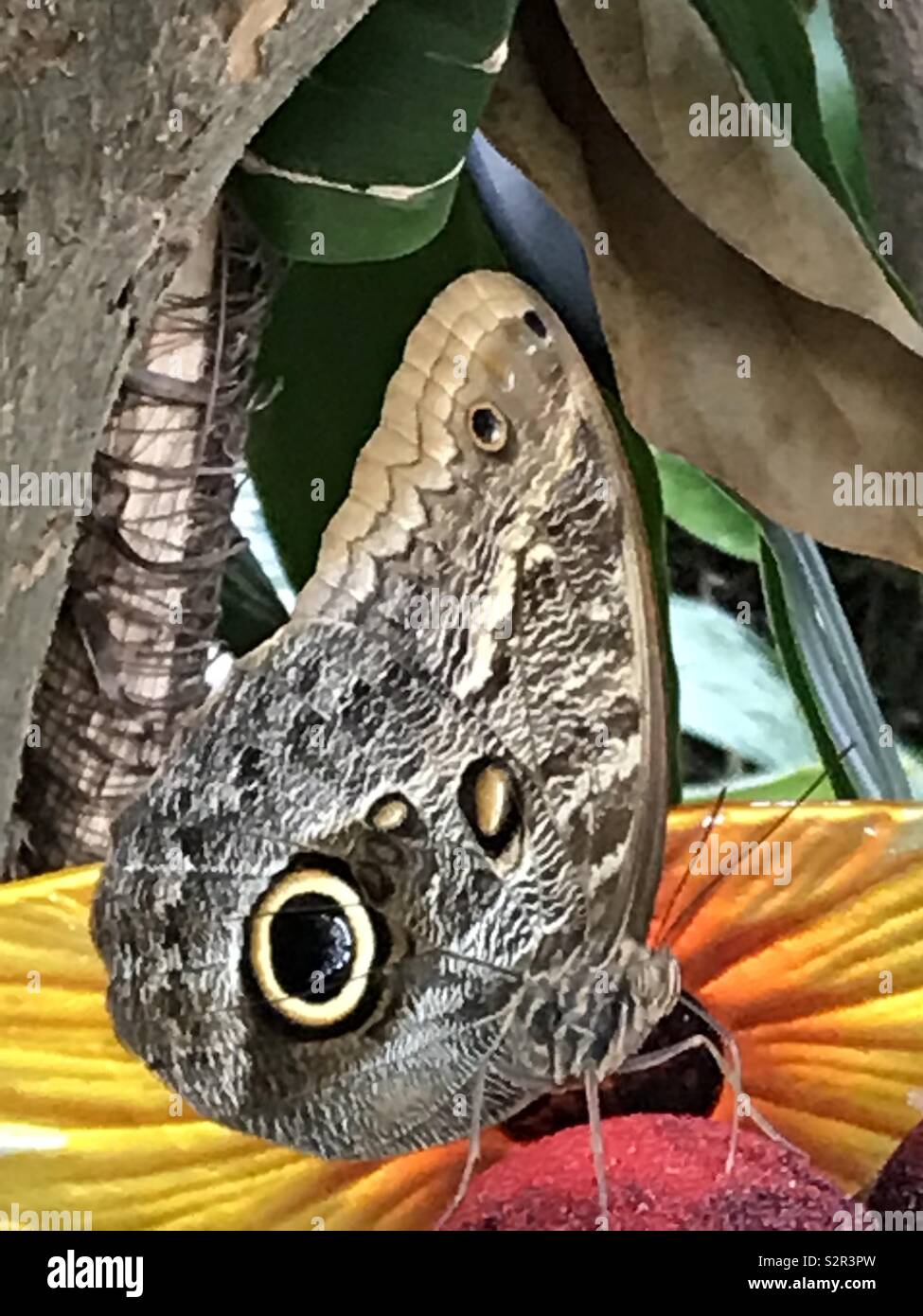 A large Owl Eye moth sitting on a leaf Stock Photo