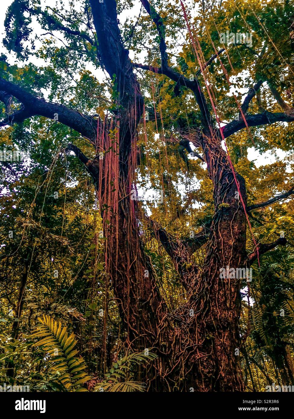 Jungle tree hires stock photography and images Alamy