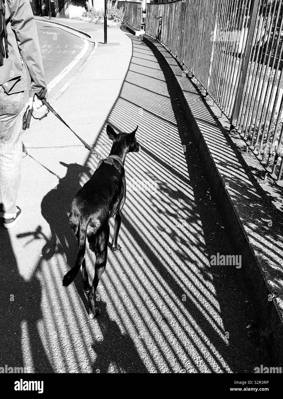 Grey hound Stock Photo