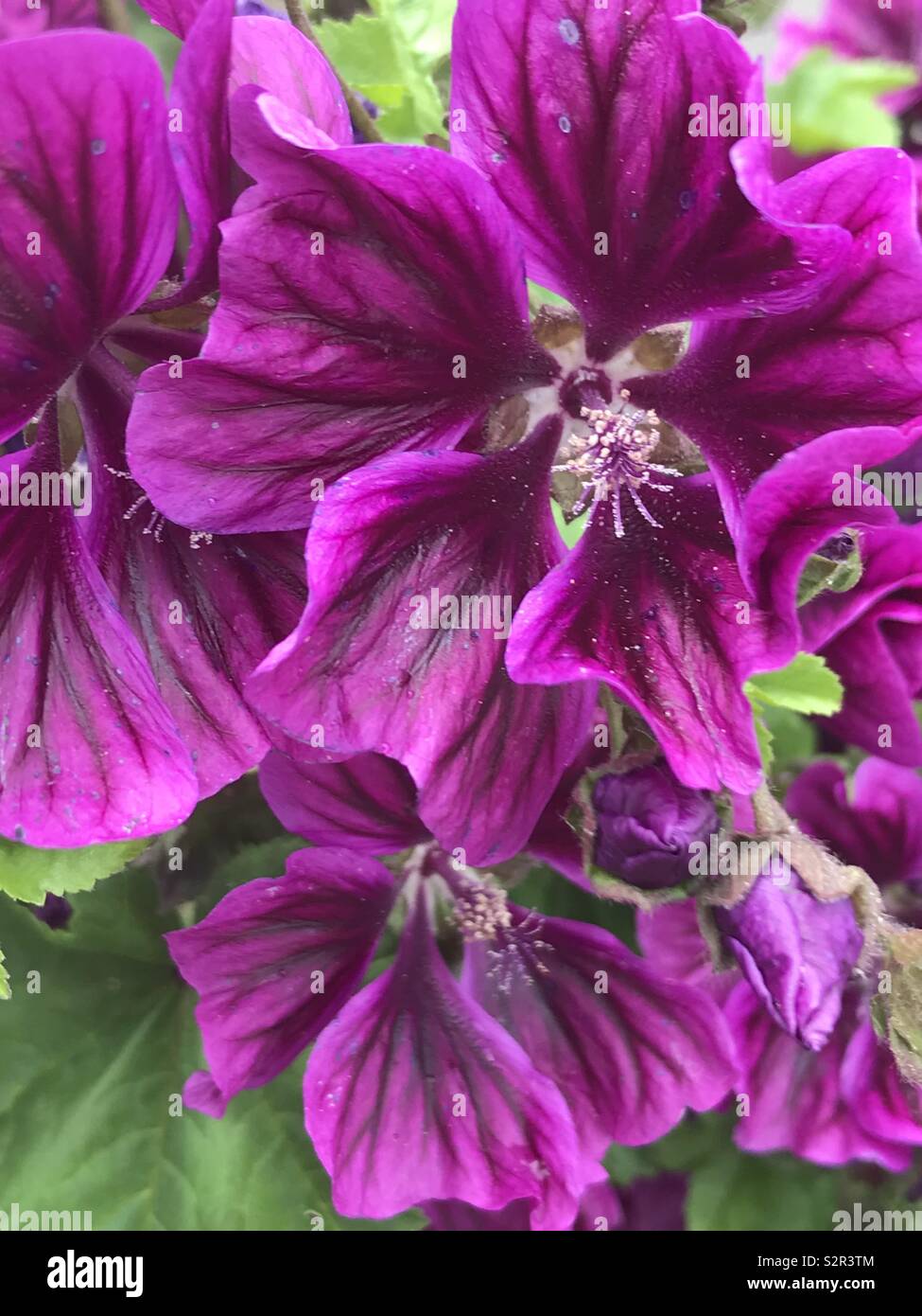 Coastal sea side flowers Cornwallflowers - Smartphone Captured Stock Image