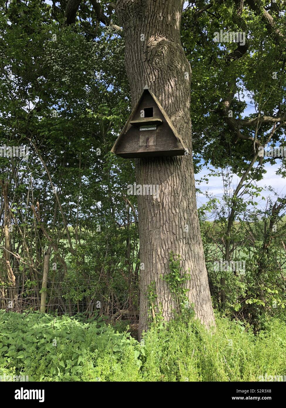 A Barn Owl box fixed to an Oak tree in a rural area. - Smartphone Captured Stock Image