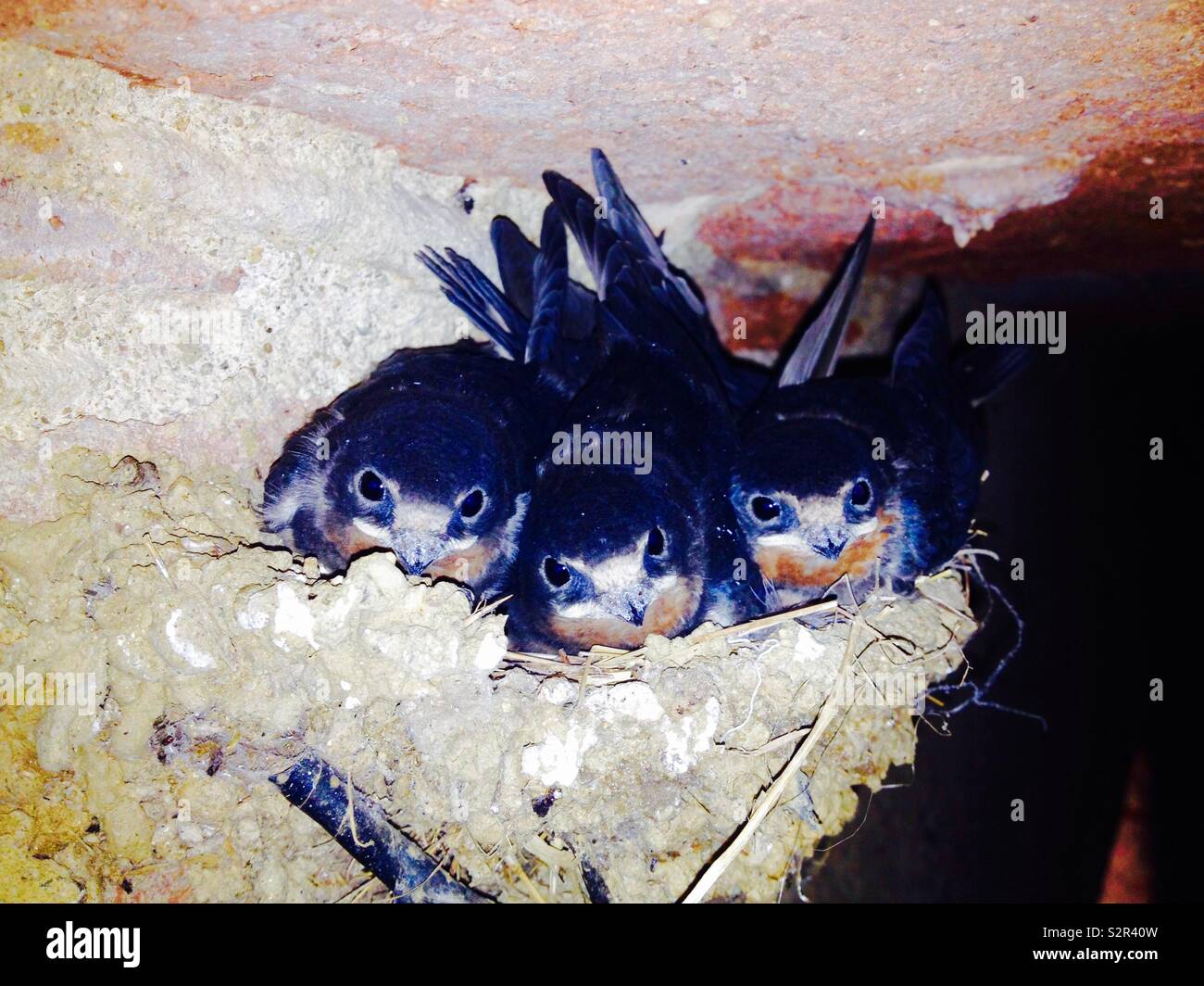 Barn Swallows (Hirundo rustica) Chicks at nest - Smartphone Captured Stock Image